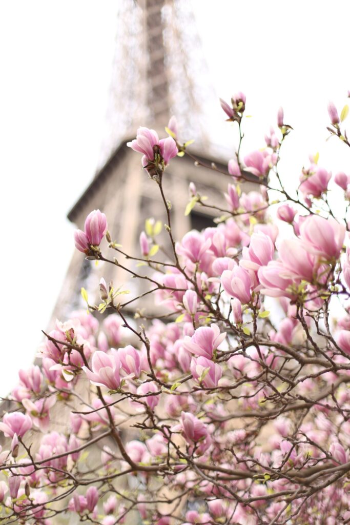 magnolia pris en photo avec la tour eiffel en arrière plan camille piovesan