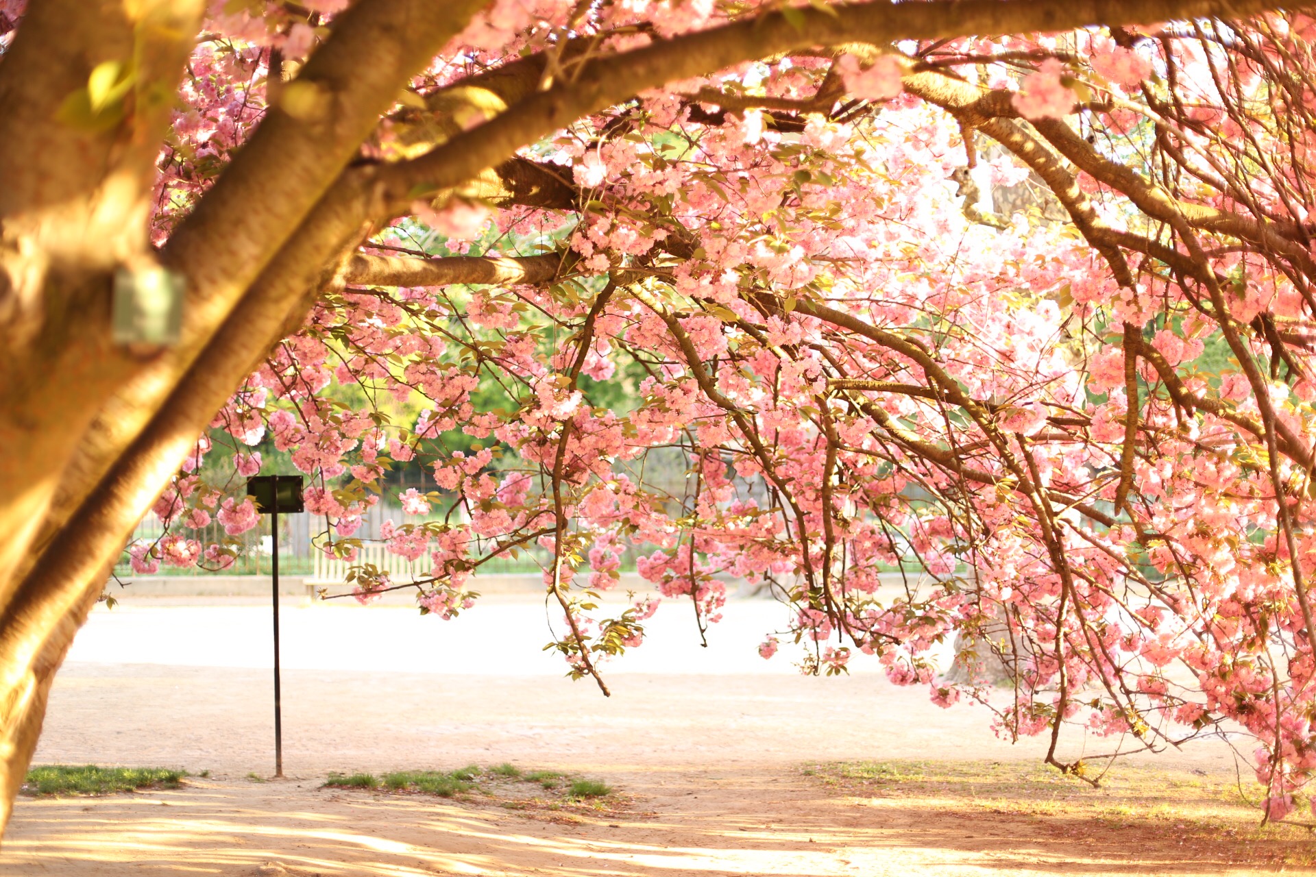 photo cerisier en fleur a paris par camille piovesan photographe famille fontainebleau
